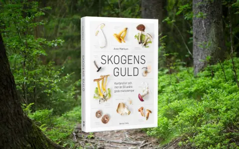 En bok om skogens guld, med bilder på kantareller och andra goda matsvampar.