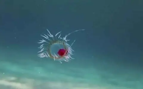 Una medusa bioluminescente fluttua nell'oscurità oceanica, un piccolo gioiello di vita media medusa.
