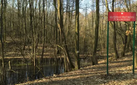 Rezerwat przyrody Żurawiniec - odkryj jego unikalne tajemnice i atrakcje