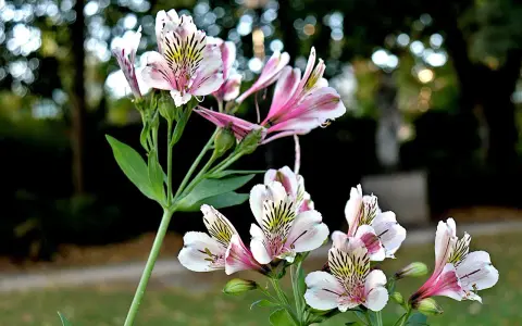 Delikatny kwiat alstroemeria w odcieniach bieli i różu, z czarnymi prążkami, kwitnie na tle rozmytego ogrodu.