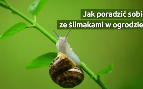 Ślimaki w ogrodzie? Opanuj inwazję! Bezpiecznie dla dzieci i zwierząt
