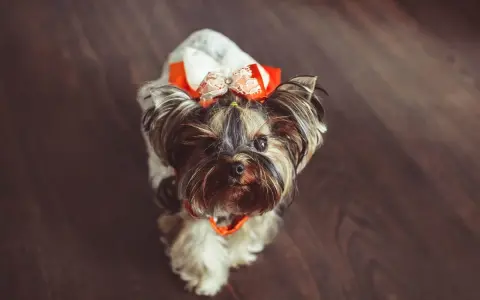 Urocza suczka rasy Yorkshire Terrier w pomarańczowo-białej kokardce. Czy to najładniejsze imię dla suczki?