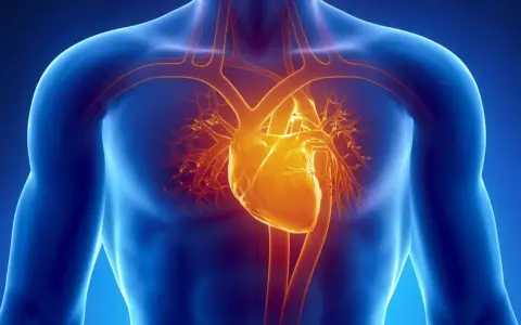 Anatomical illustration of a human torso showing a glowing yellow heart and blood vessels against a blue background.