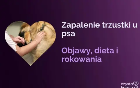 Zapalenie trzustki u psa: objawy, dieta i rokowania. Dowiedz się, ile się żyje z przewlekłym zapaleniem trzustki u psa.
