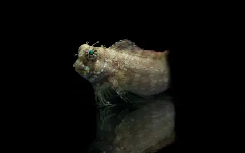 Un piccolo pesce con protuberanze simili a corna e occhi sporgenti, che sembra quasi che i pesci abbiano le orecchie. Riflesso su una superficie scura.