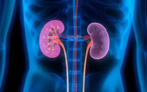 Anatomia nerek z widocznymi naczyniami krwionośnymi. Obraz może pomóc w zrozumieniu, jak rak nerki objawy mogą wpływać na ten narząd.