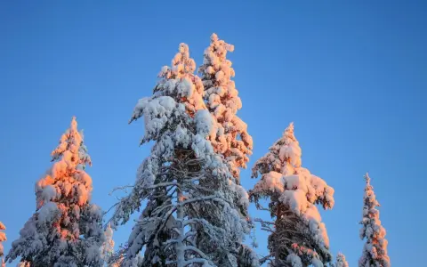 Snötäckta träd i Lappland, Sverige, badar i solnedgångens varma ljus mot en klarblå himmel.