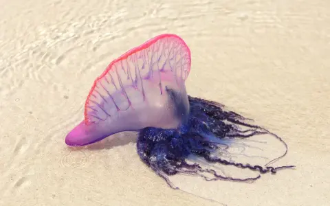 Una caravella portoghese, una delle meduse mortali, spiaggiata sulla sabbia con i suoi tentacoli blu e viola.
