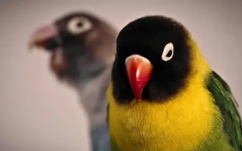 Due pappagalli inseparabili, uno giallo e nero in primo piano, l'altro sfocato sullo sfondo. Il loro comportamento è affascinante.