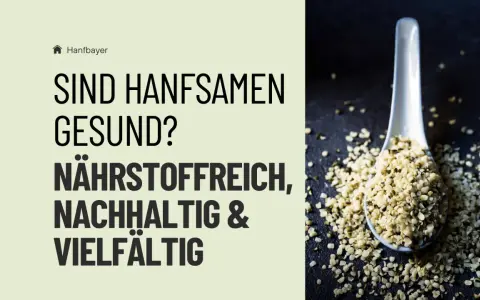 Sind Hanfsamen gesund? Ja, sie sind nährstoffreich, nachhaltig und vielseitig. Auf einem Löffel liegen Hanfsamen.