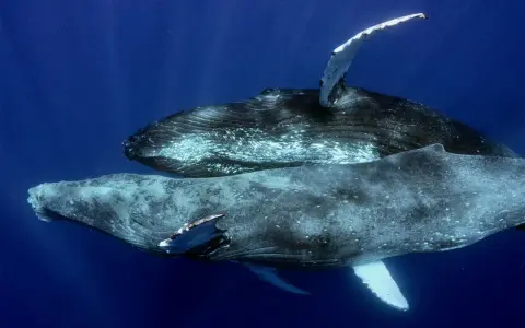 Due megattere nuotano in acque blu profonde. Queste maestose creature marine, le megattere, sono note per le loro lunghe pinne pettorali.