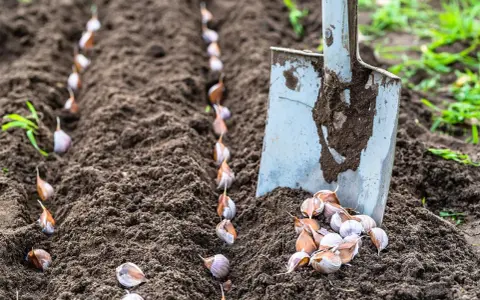 Semina l'aglio seguendo il calendario lunare di febbraio. Una pala è pronta per piantare gli spicchi nel terreno fertile.