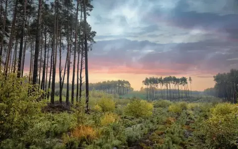 Poranek w jednym z najpiękniejszych lasów w Polsce. Wysokie sosny, młode drzewka i barwne niebo tworzą magiczny krajobraz.