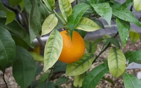 Reife Orange am Zweig, umgeben von grünen und gelblichen Blättern. Die feuchten Blätter deuten auf gute Orangensaftpflege hin.