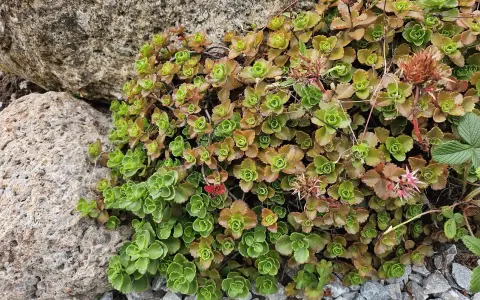Kaukasiskt fetblad växer tätt intill stenar, med gröna och bronsfärgade blad. Några små rosa blommor syns.