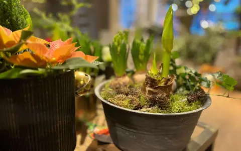 Växter i kruka, med en amaryllis som börjar slå ut. Julblommor i kruka som skapar en mysig julstämning.