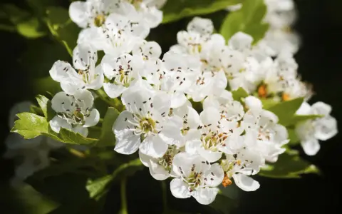 Flores blancas de espino blanco, con sus estambres marrones. Conoce sus espino blanco propiedades y contraindicaciones.