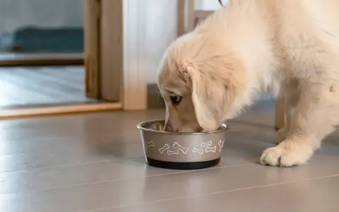 En söt golden retriever-valp mumsar i sig sitt monster valpfoder ur en skål med benmotiv.