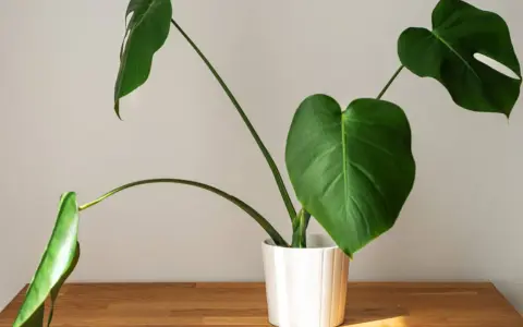 Monstera w białej doniczce na drewnianym blacie. Zastanawiasz się, dlaczego monstera nie ma dziur? To młoda roślina, która dopiero zaczyna rozwijać swoje charakterystyczne liście.