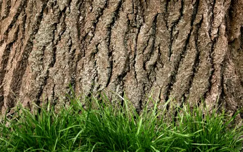 Szorstka kora dębu, jak naturalna apteka, otacza zieloną trawę.
