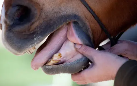 Examen de la dent de cheval par un vétérinaire. La bouche est ouverte, révélant les molaires et incisives.