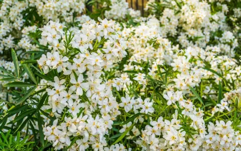 Gros plan sur une **bouture d'oranger du Mexique** en pleine floraison, ses petites fleurs blanches étoilées illuminent le feuillage vert.