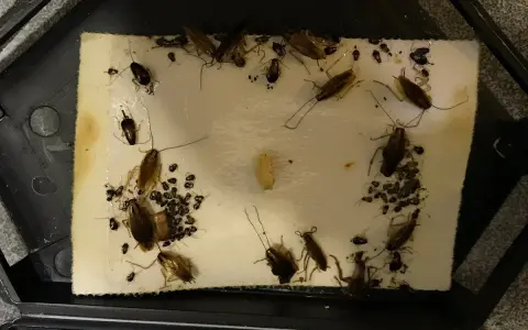 Trampa pegajosa llena de cucarachas, algunas grandes y otras pequeñas, atrapadas en la superficie.