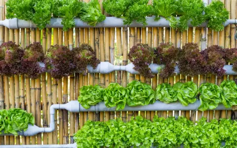 Variedad de lechugas en un sistema de cultivo hidropónico casero, montado sobre una pared de bambú.