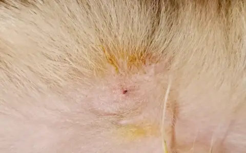 Une petite plaie rouge sur la peau d'un animal, avec un reste de tique mal enlevée.