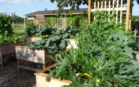 Un potager luxuriant avec des carrés potagers en bois. Au premier plan, une grande feuille de courgette en pot cache des fruits jaunes.
