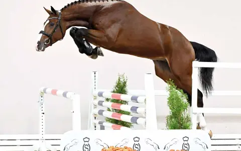 Un magnifique cheval brun saute une barrière, tel un candy de Nantuel en plein vol.
