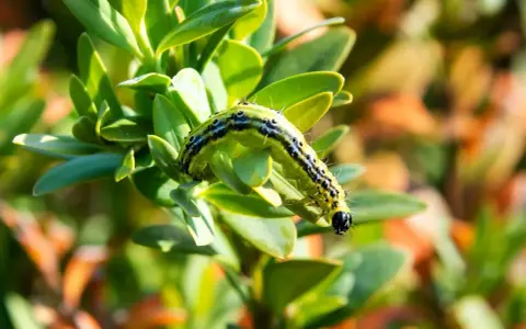 Gąsienica ćmy bukszpanowej na zielonym liściu. Może potrzebuje płynu do naczyń, by zniknąć.