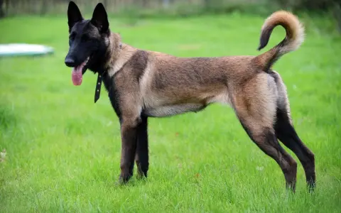 Owczarek belgijski malinois, pies policyjny, gotowy do akcji na zielonej trawie.