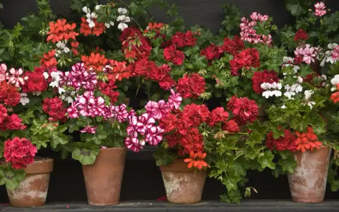 Macizo de geranios en macetas de terracota, con flores rojas, rosas y blancas, creando un vibrante tapiz floral.