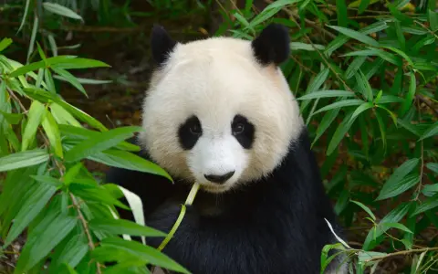 Czy panda jest zagrożona wyginięciem? Oto prawda o jej statusie ochrony