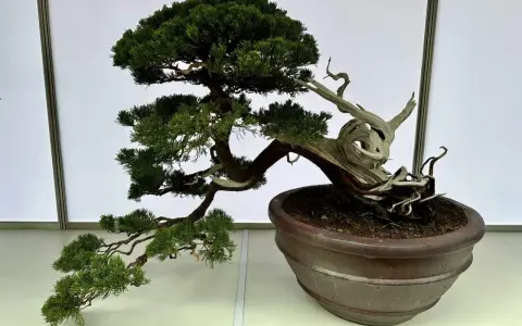 Piękny jałowiec bonsai, idealny przykład jak zacząć przygodę z miniaturowymi drzewkami.