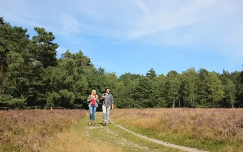 Ein Paar wandert auf einem Pfad durch blühendes Heidekraut. Der Weg führt entlang eines Waldes, ideal für einen Ausflug auf dem emsquellen wanderweg.