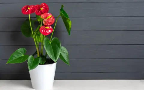 Un magnifique arum rouge égaie la maison, ses fleurs éclatantes contrastant avec le fond sombre en bois.