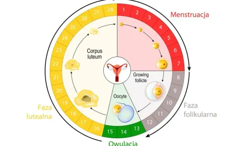 Cykl menstruacyjny: owulacja ok. 14 dnia, a okres zazwyczaj ok. 14 dni po owulacji.