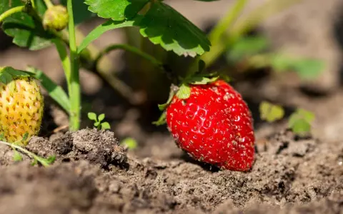 Reife und unreife Erdbeeren wachsen im Boden. Ein perfekter Moment, um zu lernen, wie man Erdbeeren vermehrt.