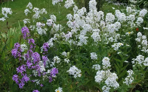 Un parterre de fleurs sauvages, avec des grappes de monnaie du pape blanches et violettes, se mêlant à des marguerites.