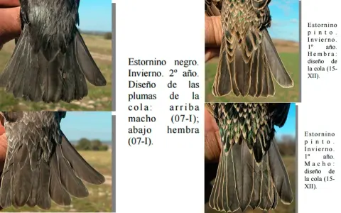 Estornino negro, invierno, 2º año. Diseño de plumas de cola: macho arriba (07-I); hembra abajo (07-I).