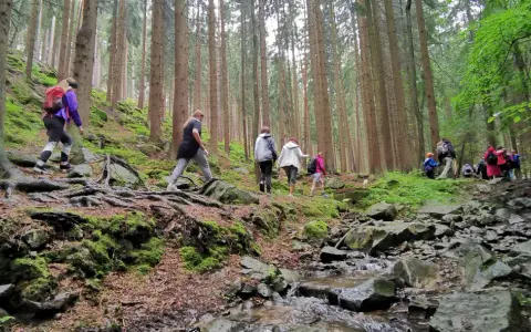 Grupa turystów wędruje po kamienistych szlakach w lesie. Widać korzenie drzew i strumyk.