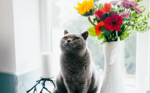 En grå katt sitter vid ett fönster bredvid en vas med blommor. En gullranka katt som spanar ut.