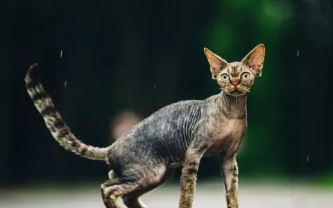 Dorosły Devon Rex: Co musisz wiedzieć o jego charakterze i pielęgnacji