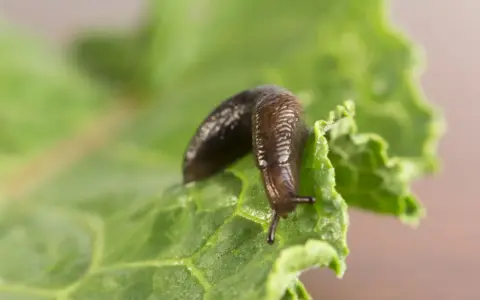 Une limace brune se déplace sur une feuille de laitue verte. Apprenez comment se débarrasser des limaces pour protéger votre jardin.