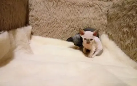 Adopcja kotów Devon Rex: jak uniknąć najczęstszych błędów przy wyborze
