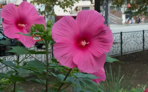 Hibiscus à grandes fleurs roses, prêtes à éclore. L'entretien facile de ces beautés assure une floraison spectaculaire.