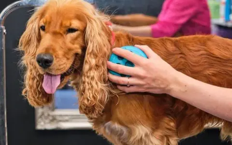 Cocker spaniel czy gubi sierść? Oto co musisz wiedzieć o linieniu