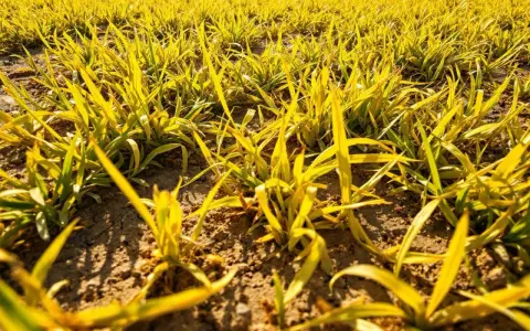 Champ de jeunes pousses jaunies par le soleil. Que faire pour sauver cette pelouse jaune ?